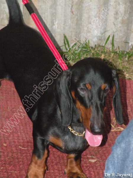 Mannuthy-Thrissur-Dog-Show-2011 (5)